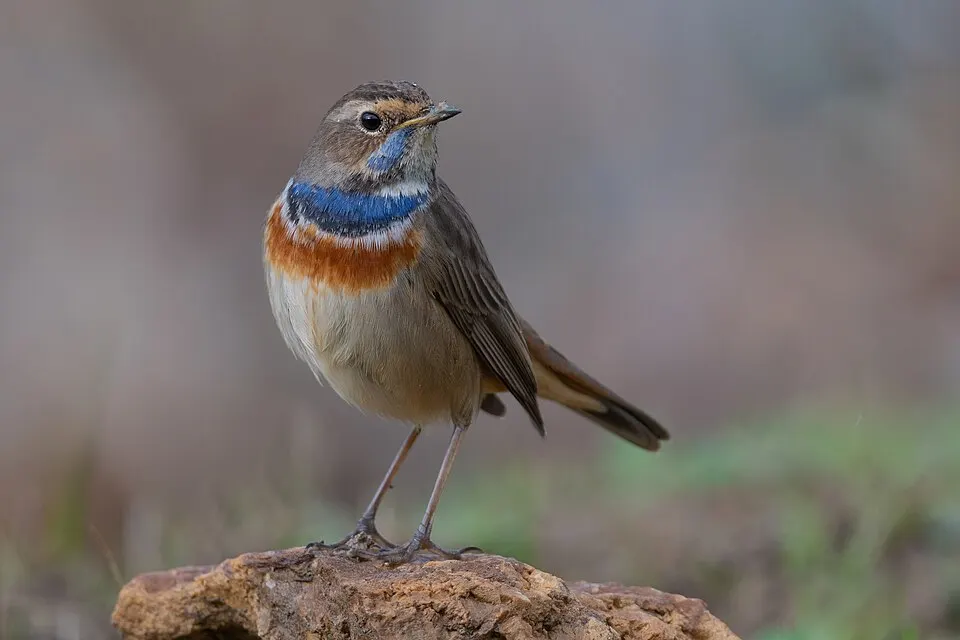 Blauwborst (Luscinia svecica) met karakteristiek blauwe borstvlek