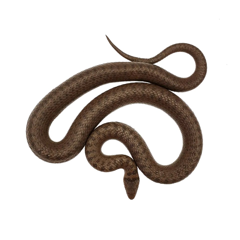 Vrouwelijke gladde slang (Coronella austriaca), herkenbaar aan de slanke bouw en gladde schubben