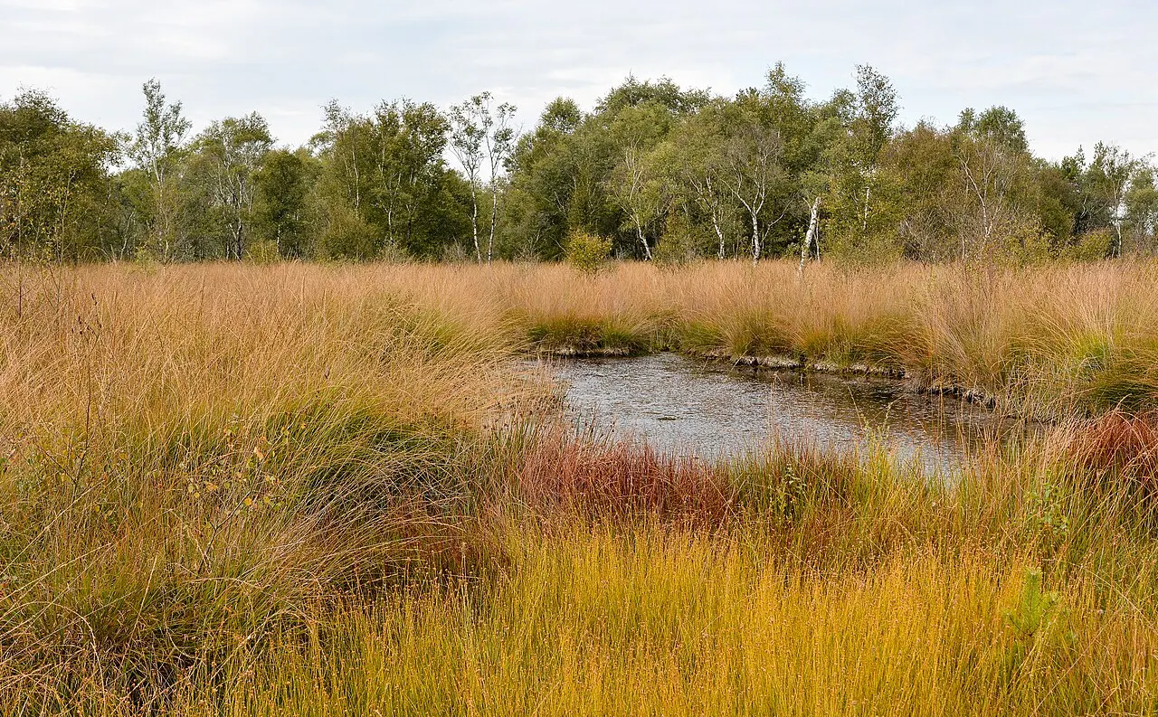 Het hoogveen van Nationaal Park De Groote Peel, het hart van het Peelgebied