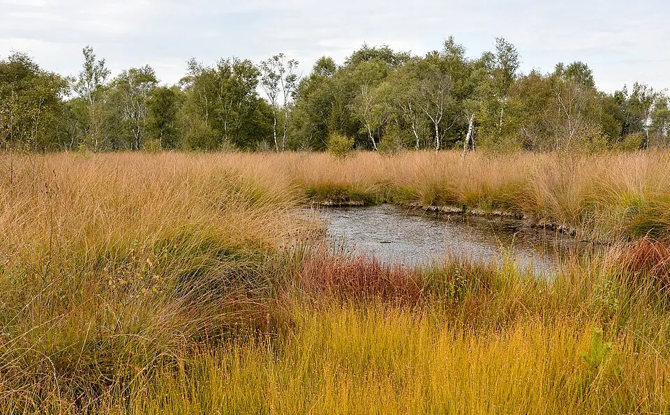 Landschap in Nationaal Park De Groote Peel, Noord-Brabant