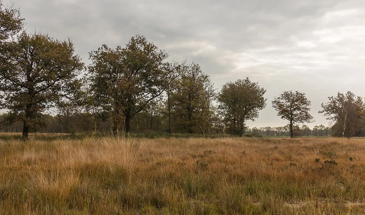 Herfst in het Peelgebied: mist, gouden kleuren en rust.