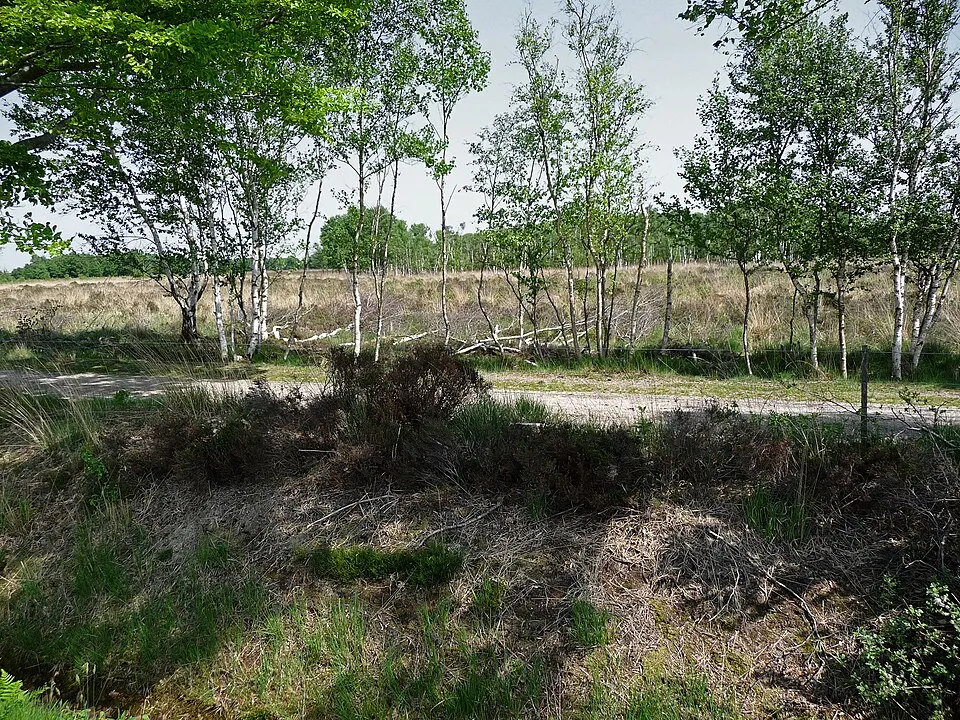 Berkenbomen op het hoogveen in het vroege voorjaar, vergelijkbaar met de Peel in lente