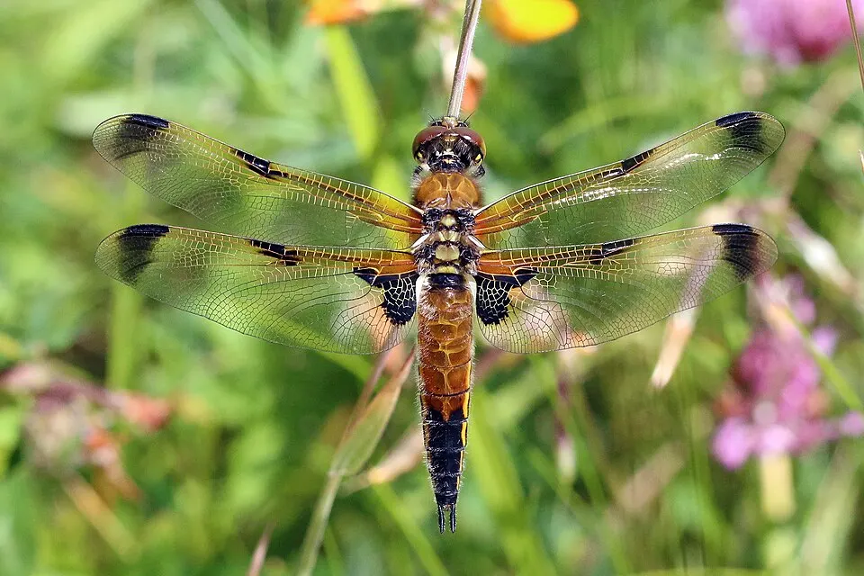 Vrouwelijke viervlek-libel (Libellula quadrimaculata), typische bewoner van de Peelvennen