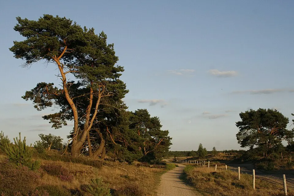 Vliegdennen op de Groote Heide, vergelijkbaar landschap met Peelgebied