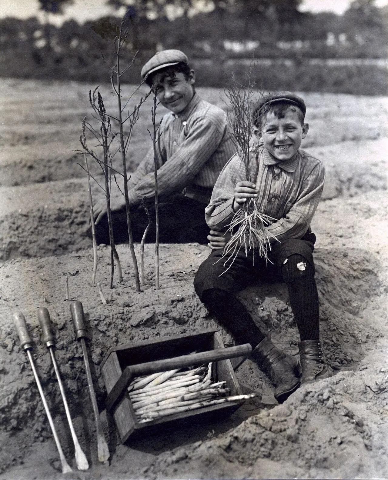 Streekproducten uit de Peel — van Astense asperges tot Brabantse aardbeien.