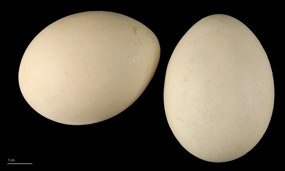 Roerdomp (Botaurus stellaris) exemplaar in museumcollectie