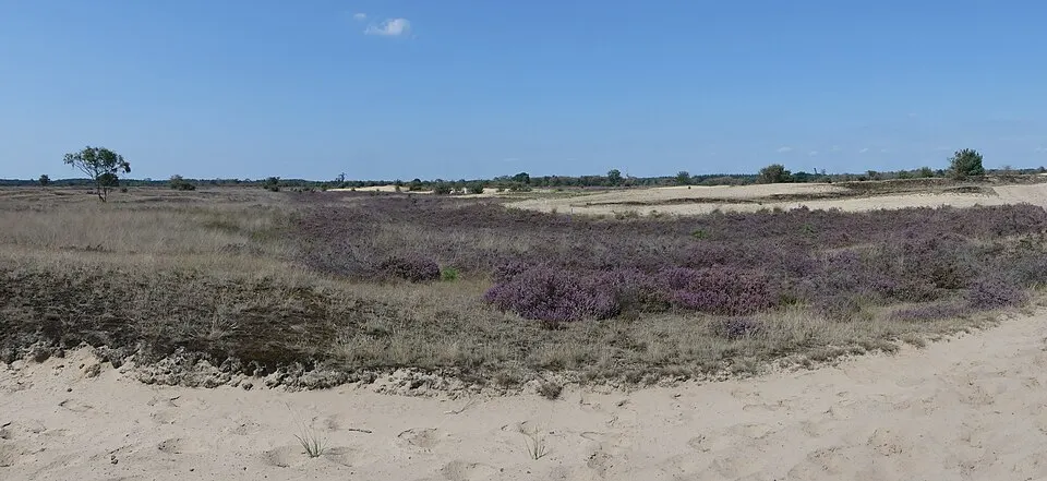 Weids uitzicht over de bloeiende heide van de Strabrechtse Heide in Noord-Brabant