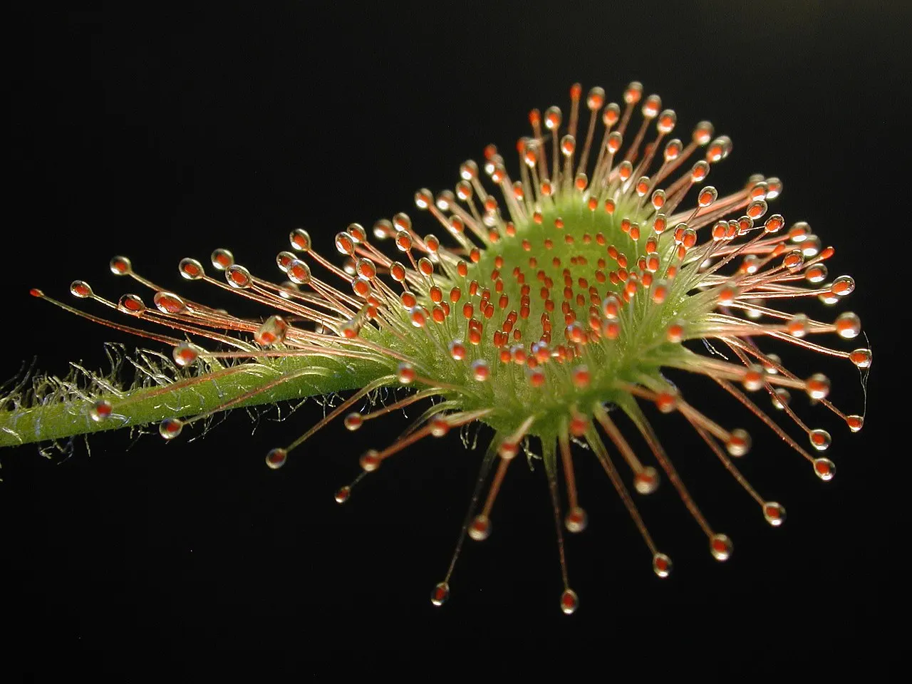 Zonnedauw (Drosera): de vleesetende plant van het Peelhoogveen.